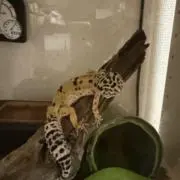 まなな