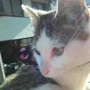 まめきち