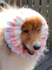 ニンゲンの画像