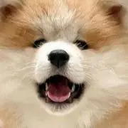 いくらの画像