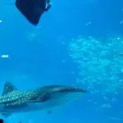 みーの画像