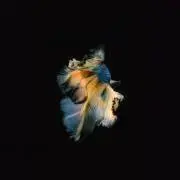 金魚鉢の画像