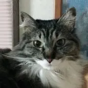 こまち38