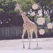 。︎✿︎花きりん︎✿。の画像