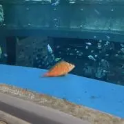 はなかっぱの画像