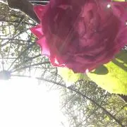 accaの画像