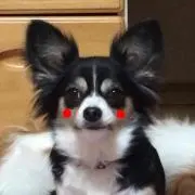 ココミルの画像