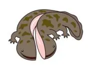 ナナシー
