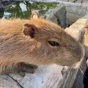 はたの画像