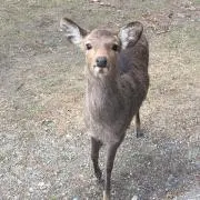 ナラシカ