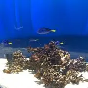パープル★★の画像
