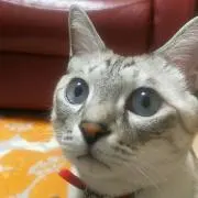 まみ