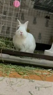 ぴょん