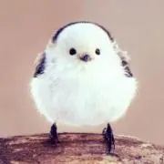 ゆかい＊プロフ必読の画像