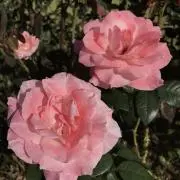 ピュアアエロ