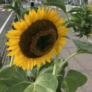 フラワーの画像