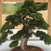 豚ちゃんの画像
