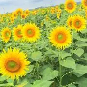 小百合の画像