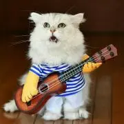 kayaの画像
