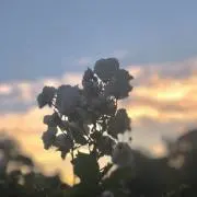 きょ