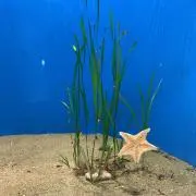 ★即購入可能の画像