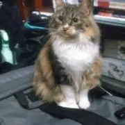 まめきち