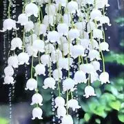 たんたん坊の画像