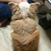 ルー☆の画像