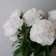メノの画像