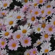 KAREN★の画像