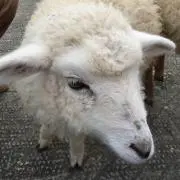 ちいの画像