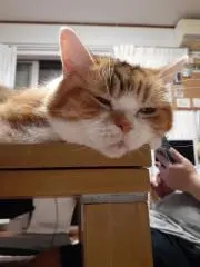 ぽんた