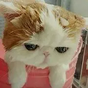 みぅの画像