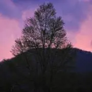 しょうきちの画像