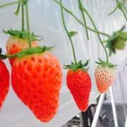なはかまらやなか