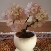 ぺこの画像