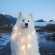 しばちゃんの画像