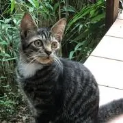 ピィピィの画像