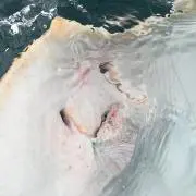 Senaharuの画像