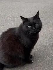 neko8nagiの画像