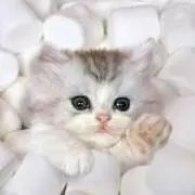 ふぅこの画像