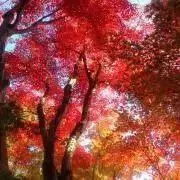 matureの画像