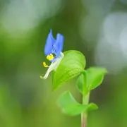 ツユクサ