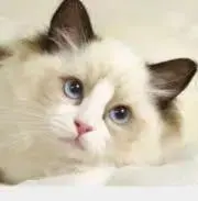 カラーの画像