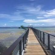 アナナスの画像