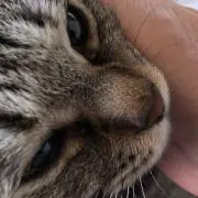 チミの画像