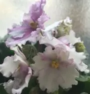 みこすけ☆プロフ必読☆の画像