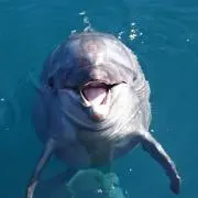 ミガルー