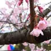 hikariの画像