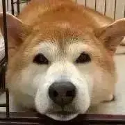 柴犬レオの画像